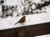 Rødstrupe (Erithacus rubecula)