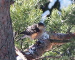 Spurvehauk (Accipiter nisus)