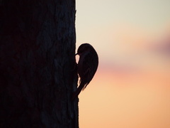 Trekryper (Certhia familiaris)