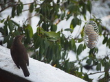 Svarttrost (Turdus merula)