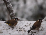 Stillits (Carduelis carduelis)