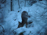 Rådyr (Capreolus capreolus)