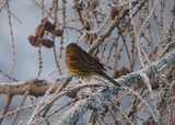 Gulspurv (Emberiza citrinella)