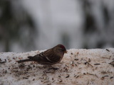 Gråsisik (Carduelis flammea)