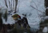 Grønnspett (Picus viridis)