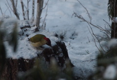 Grønnspett (Picus viridis)