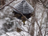 Grønnfink (Carduelis chloris)