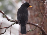 Svarttrost (Turdus merula)