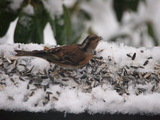 Bjørkefink (Fringilla montifringilla)