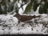 Bjørkefink (Fringilla montifringilla)