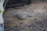 Tyrkerdue (Streptopelia decaocto)