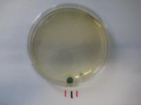 Penicillium