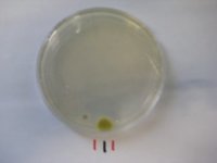 Penicillium