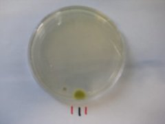 Penicillium