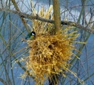 Kjøttmeis (Parus major)