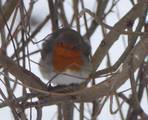 Rødstrupe (Erithacus rubecula)