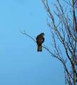 Spurvehauk (Accipiter nisus)