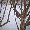 Trekryper (Certhia familiaris)