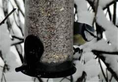 Blåmeis (Cyanistes caeruleus)