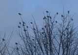 Grønnsisik (Carduelis spinus)