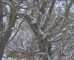 Grønnsisik (Carduelis spinus)