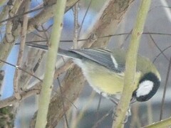 Great Tit (Parus major)