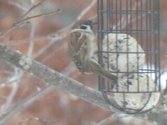 Eurasian Tree Sparrow (Passer montanus)