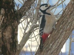 Great Spotted Woodpecker (Dendrocopos major)