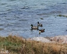 Mallard (Anas platyrhynchos)