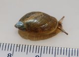 Snegler (Gastropoda)