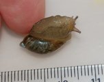 Snegler (Gastropoda)