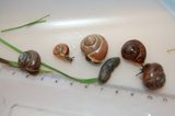 Snegler (Gastropoda)