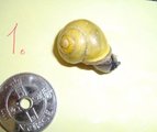 Hagesnegl (Cepaea hortensis)