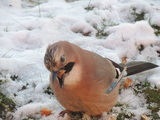 Nøtteskrike (Garrulus glandarius)