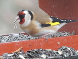 Stillits (Carduelis carduelis)