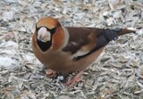 Kjernebiter (Coccothraustes coccothraustes)