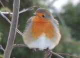 Rødstrupe (Erithacus rubecula)