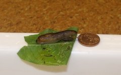 Dusky Arion (Arion fuscus)