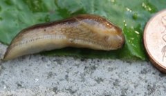 Dusky Arion (Arion fuscus)