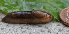 Dusky Arion (Arion fuscus)