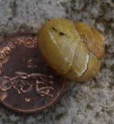 White-lipped Gardensnail (Cepaea hortensis)