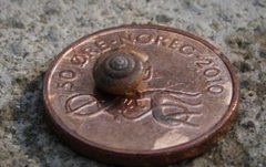 Hairy Snail (Trochulus hispidus)