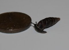 Køllesnegler (Clausiliidae)