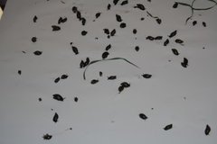 Ravsnegler (Succineidae)