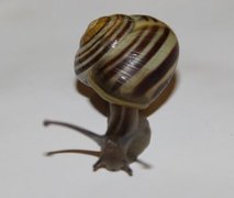 White-lipped Gardensnail (Cepaea hortensis)