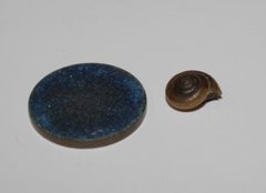 Hairy Snail (Trochulus hispidus)