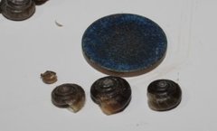 Hairy Snail (Trochulus hispidus)