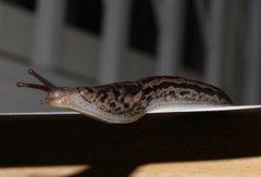 Giant Garden Slug (Limax maximus)