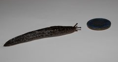 Giant Garden Slug (Limax maximus)