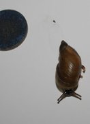 Ravsnegler (Succineidae)